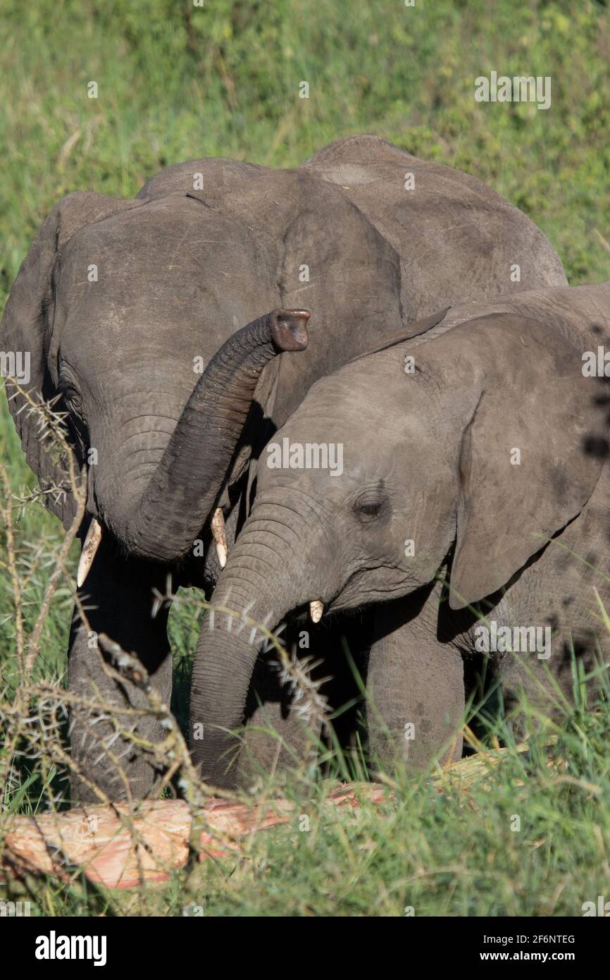 Éléphant dans le Serengeti, Tanzanie. Banque D'Images