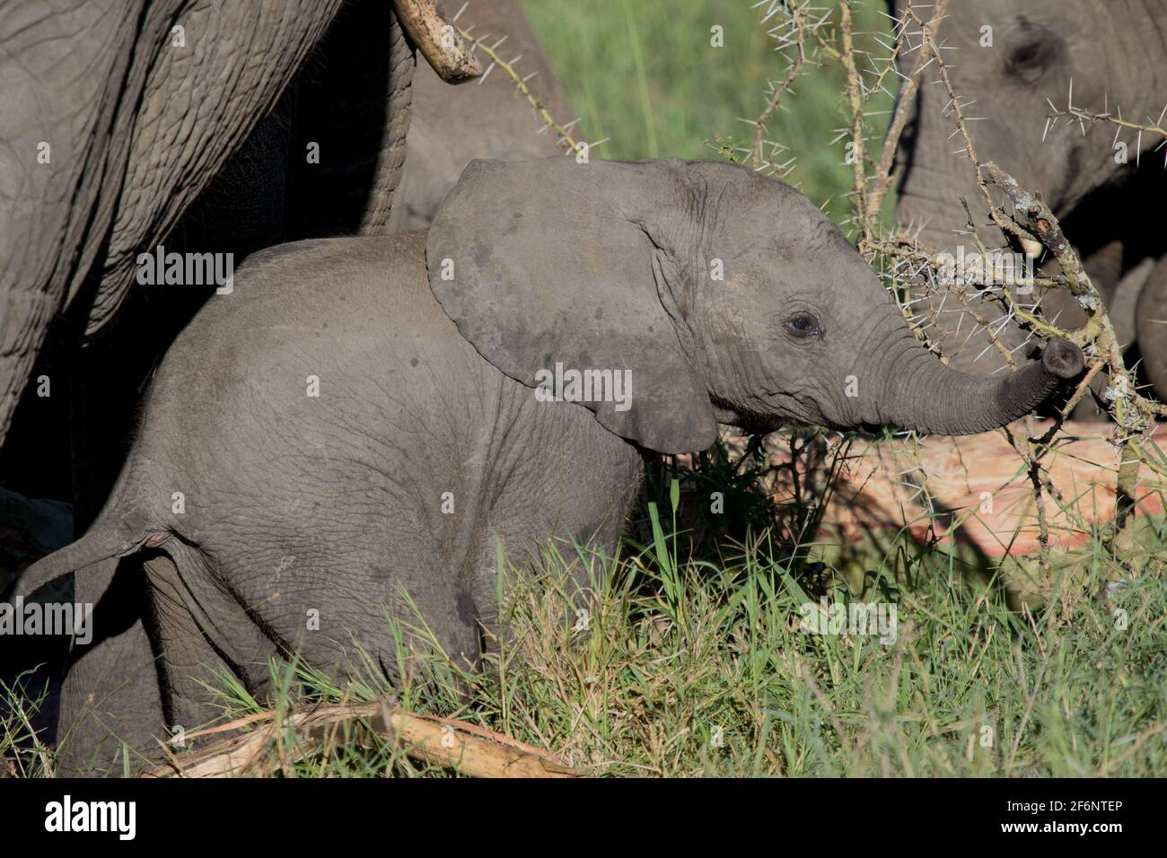 Bébé éléphant dans le Serengeti, Tanzanie. Banque D'Images