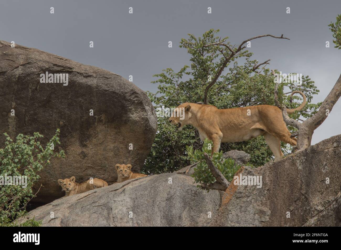 Lioness et petits dans le Serengeti, Tanzanie. Banque D'Images