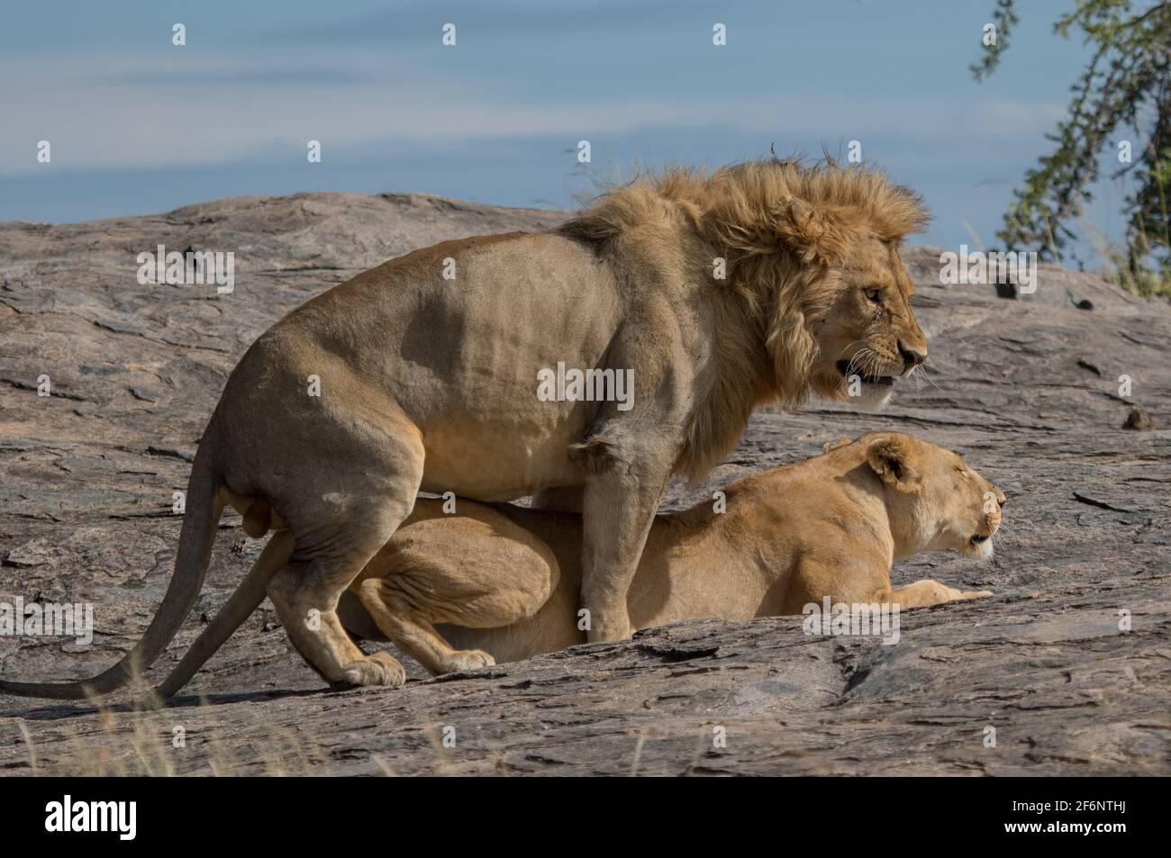 Les lions d'accouplement dans le Serengeti, Tanzanie. Banque D'Images