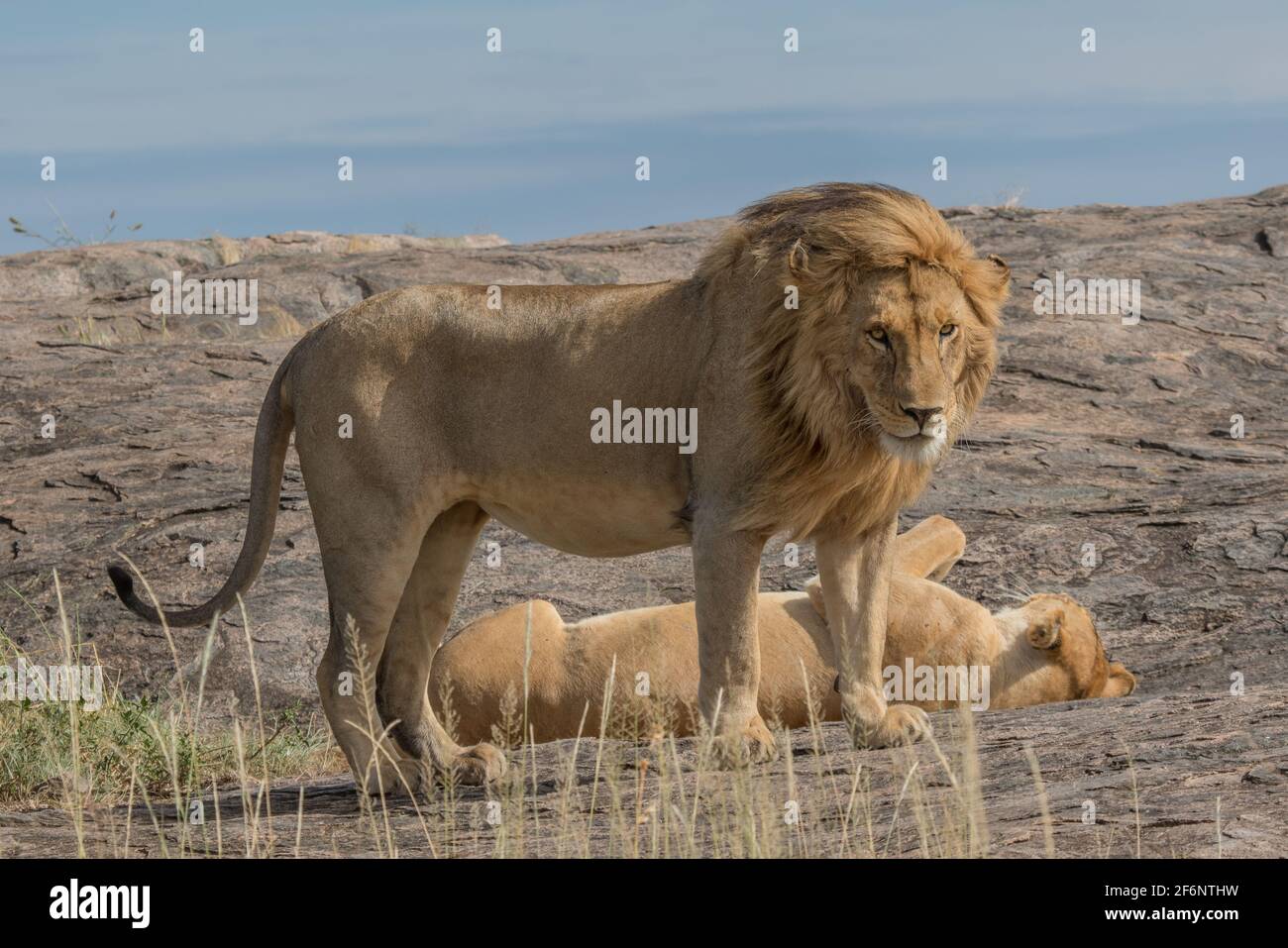 Les lions d'accouplement dans le Serengeti, Tanzanie. Banque D'Images