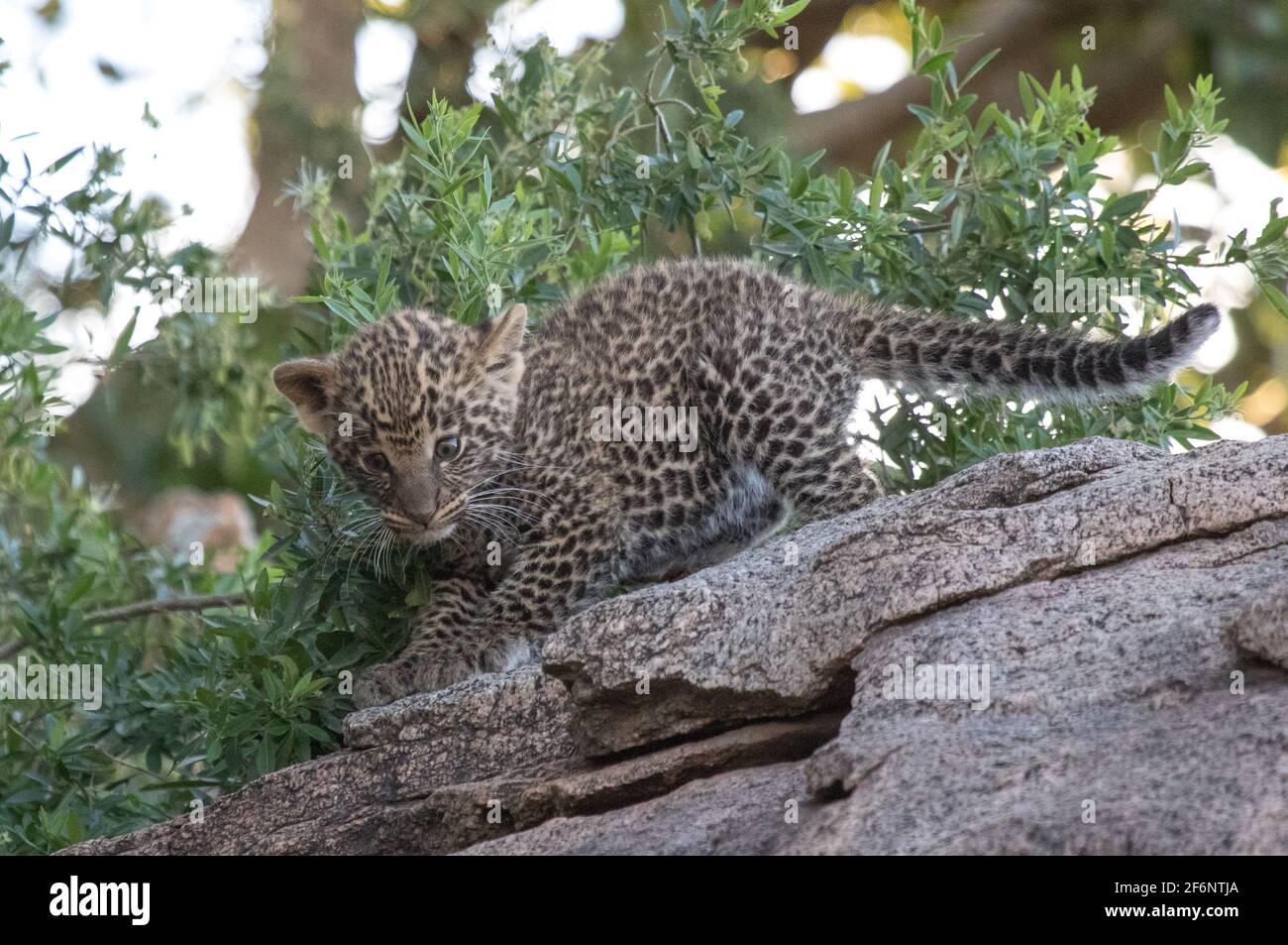 Léopard cub dans les plaines Namiri de Serengeti, Tanzanie. Banque D'Images