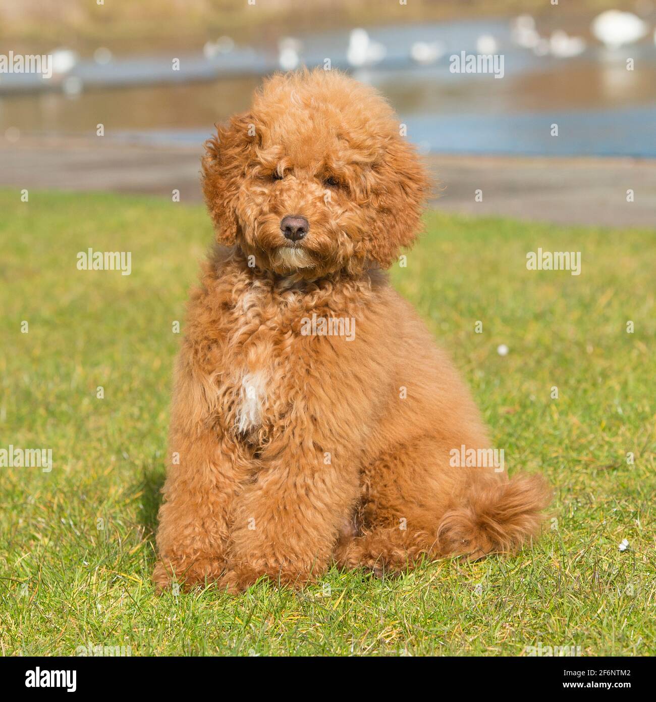 Cockapoo chiot Banque D'Images