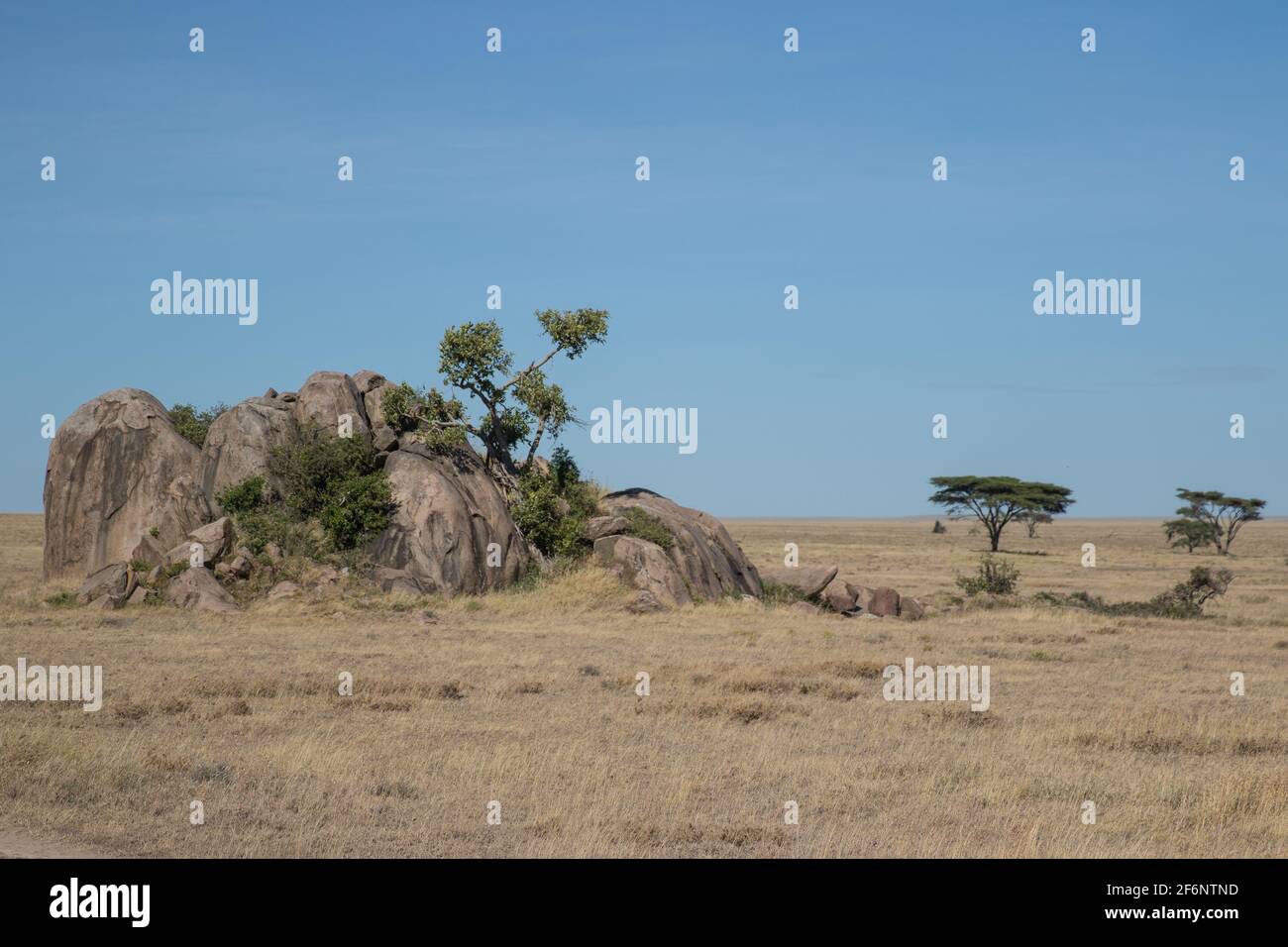 Paysage typique de Serengeti, Tanzanie. Banque D'Images