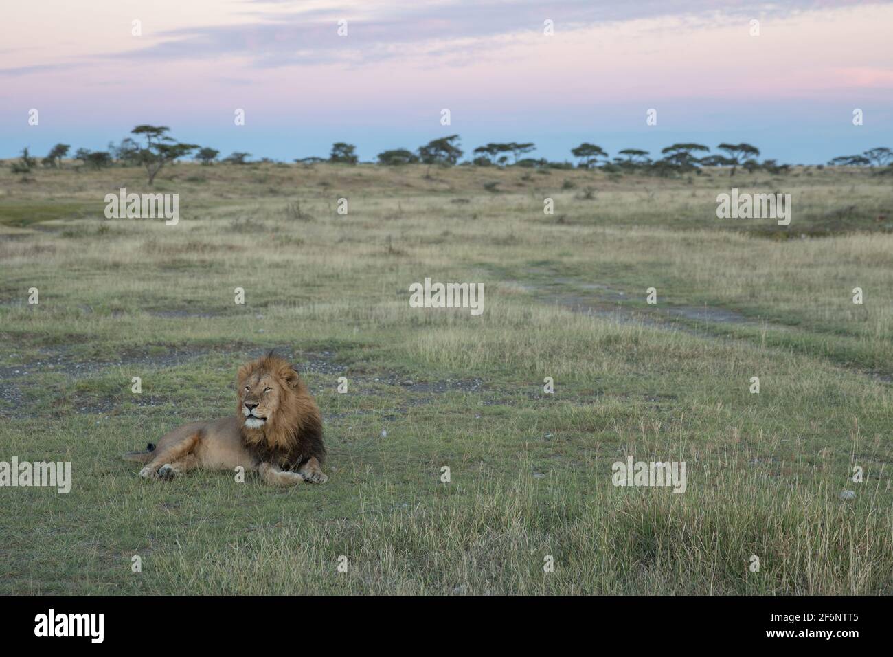 Lion masculin dans le parc national de Serengeti en Tanzanie. Banque D'Images