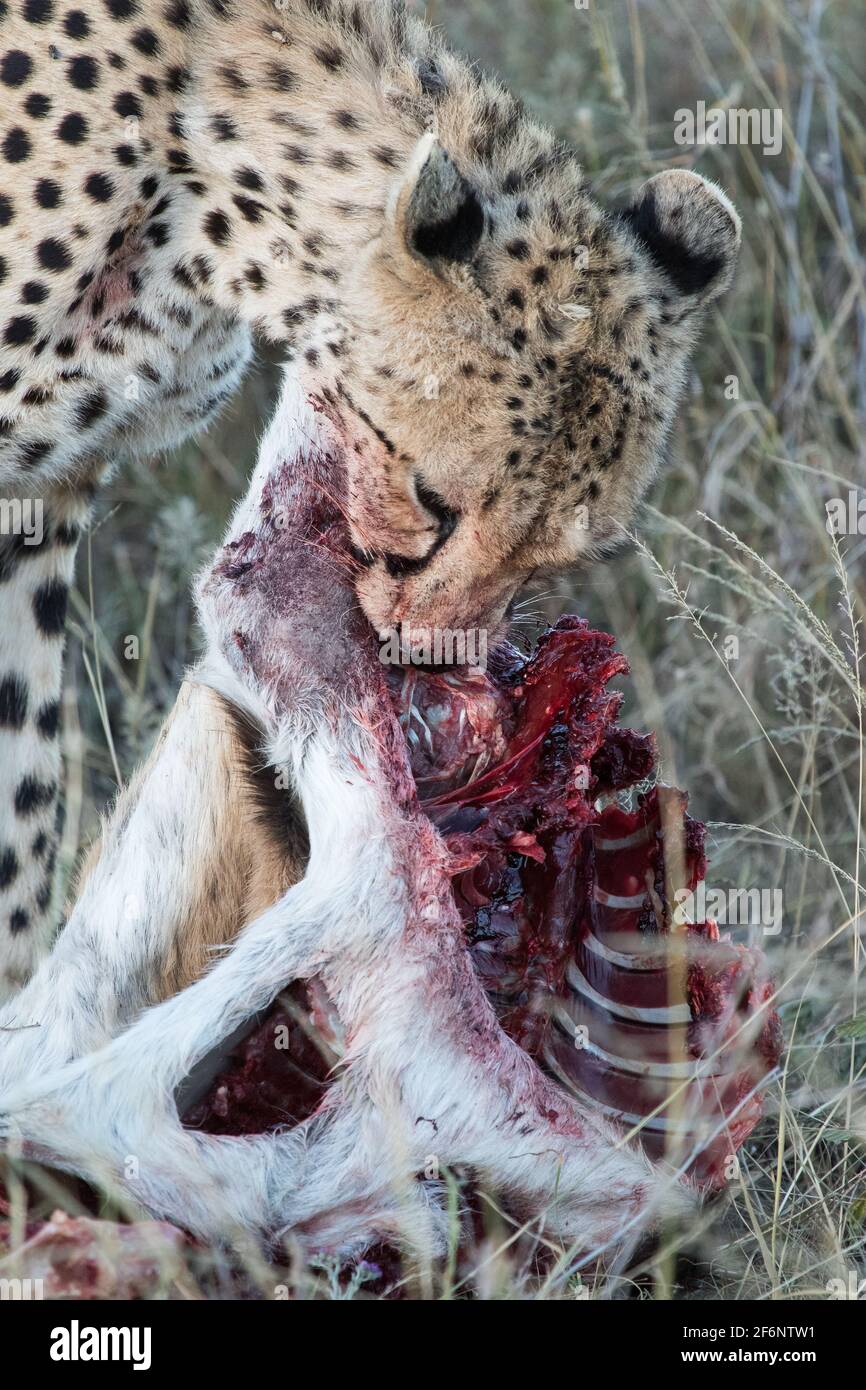 Cheetah penchée sur une mort dans les plaines Namiri de Serengeti, Tanzanie. Banque D'Images