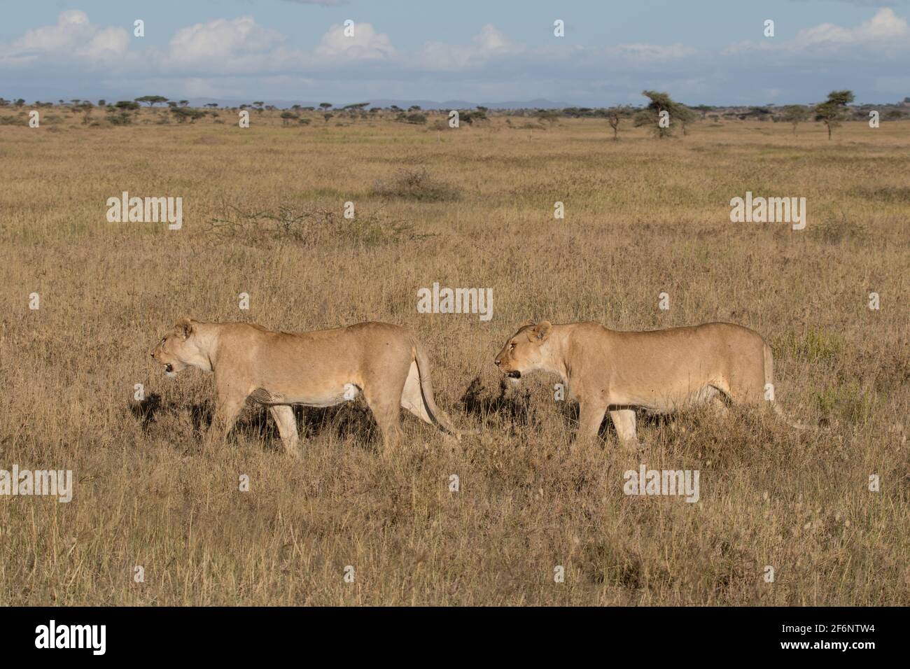 Lioness dans le Serengeti, Tanzanie. Banque D'Images