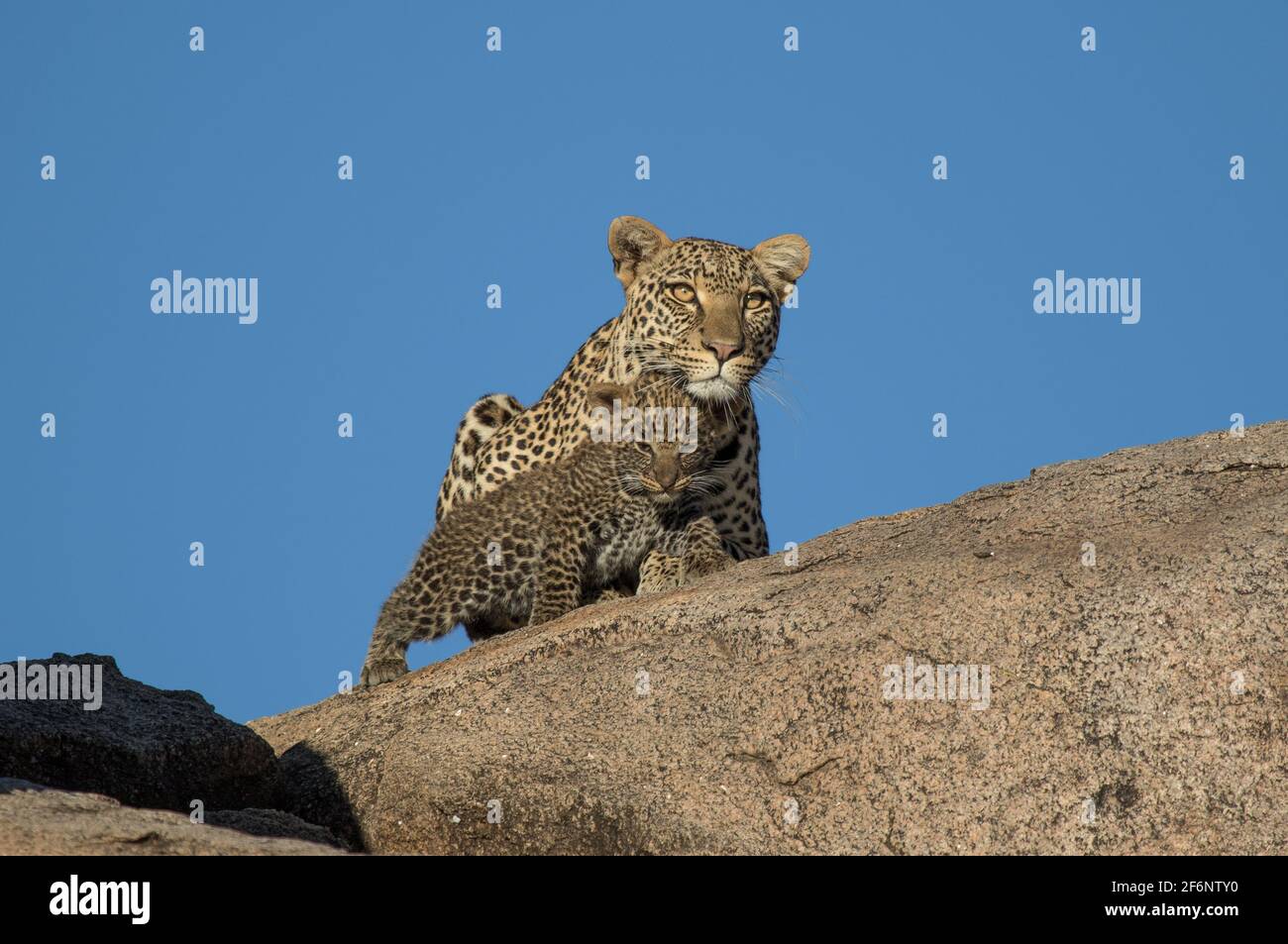 Mère léopard et cub dans les plaines Namiri de Serengeti, Tanzanie. Banque D'Images