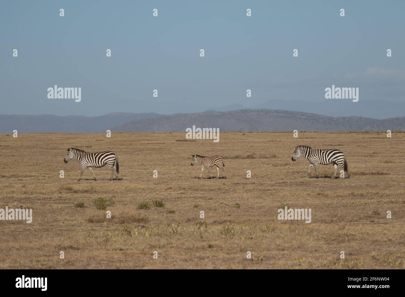 Plaint's Zebra dans le parc national de Serengeti en Tanzanie. Banque D'Images