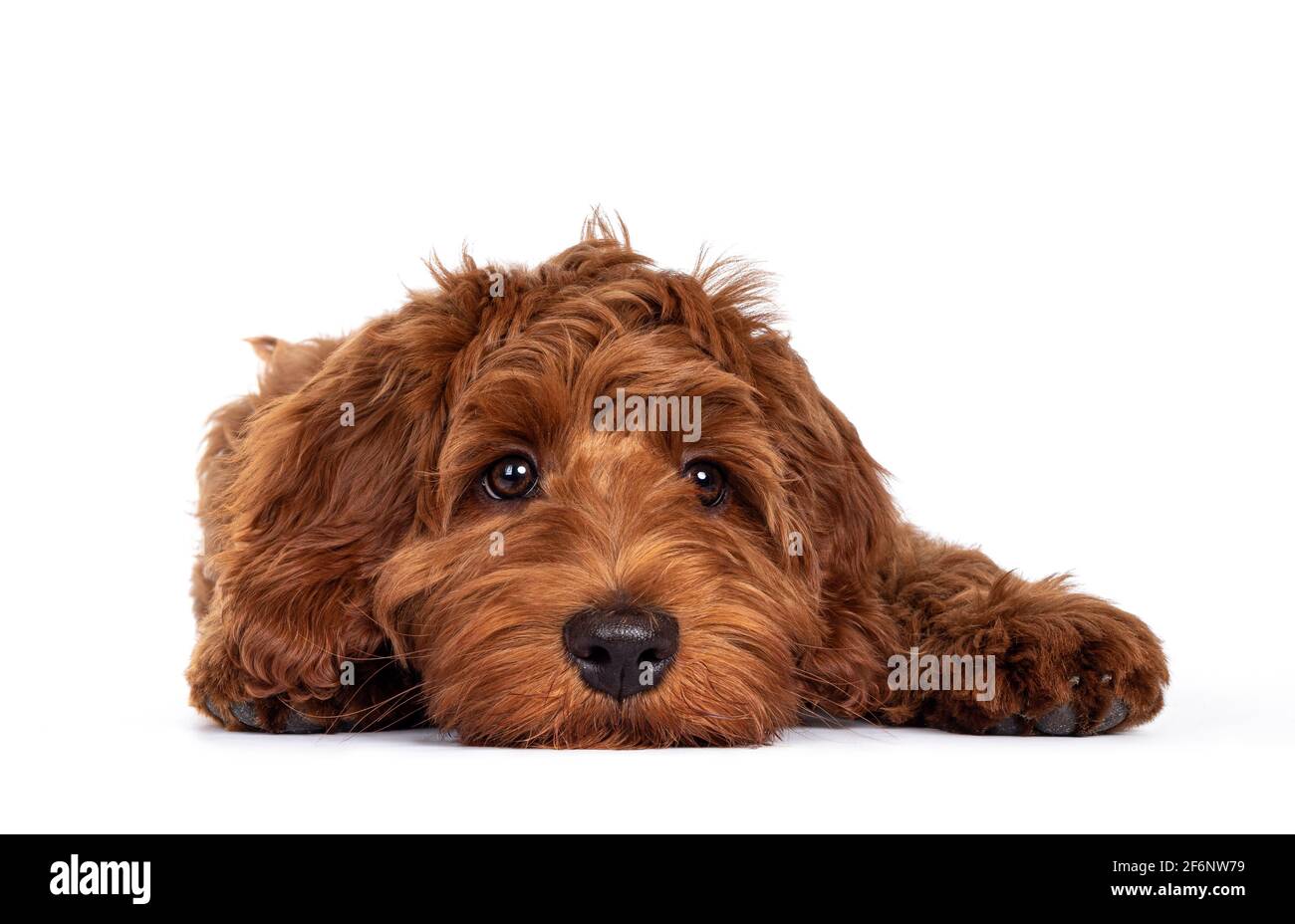 Adorable chien rouge Cobberdog aka Labradoodle chien chiot, en position de tête avant à plat sur le sol. Regarder directement à la caméra, bouche fermée. Isolé Banque D'Images