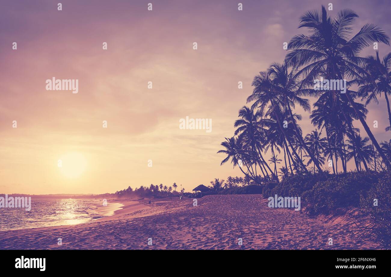 Silhouettes de palmiers à noix de coco sur une plage tropicale au coucher du soleil, couleurs appliquées. Banque D'Images