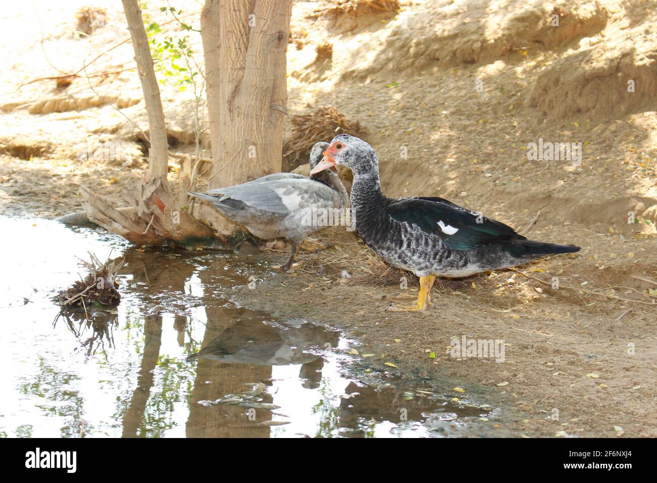 pont moorhen Banque D'Images