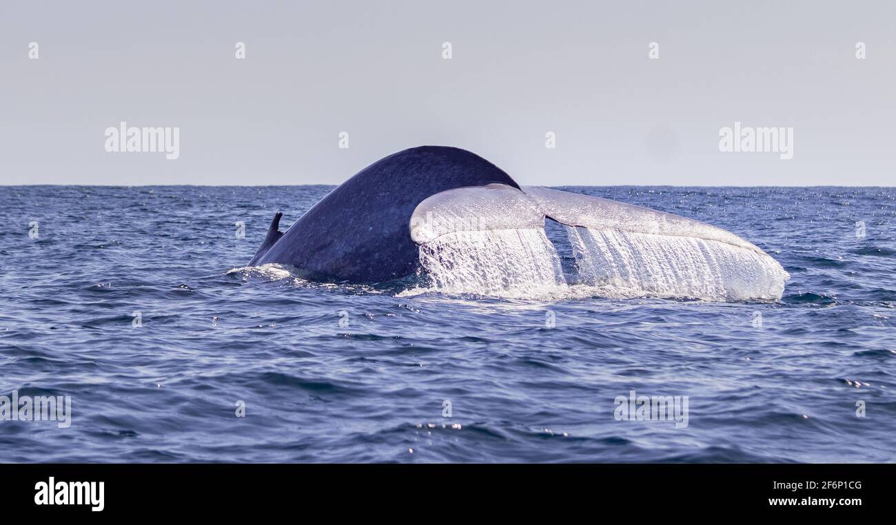 Baleine bleue à la surface de l'eau, montrant le fluke, pour une plongée profonde, les îles des Açores. Banque D'Images