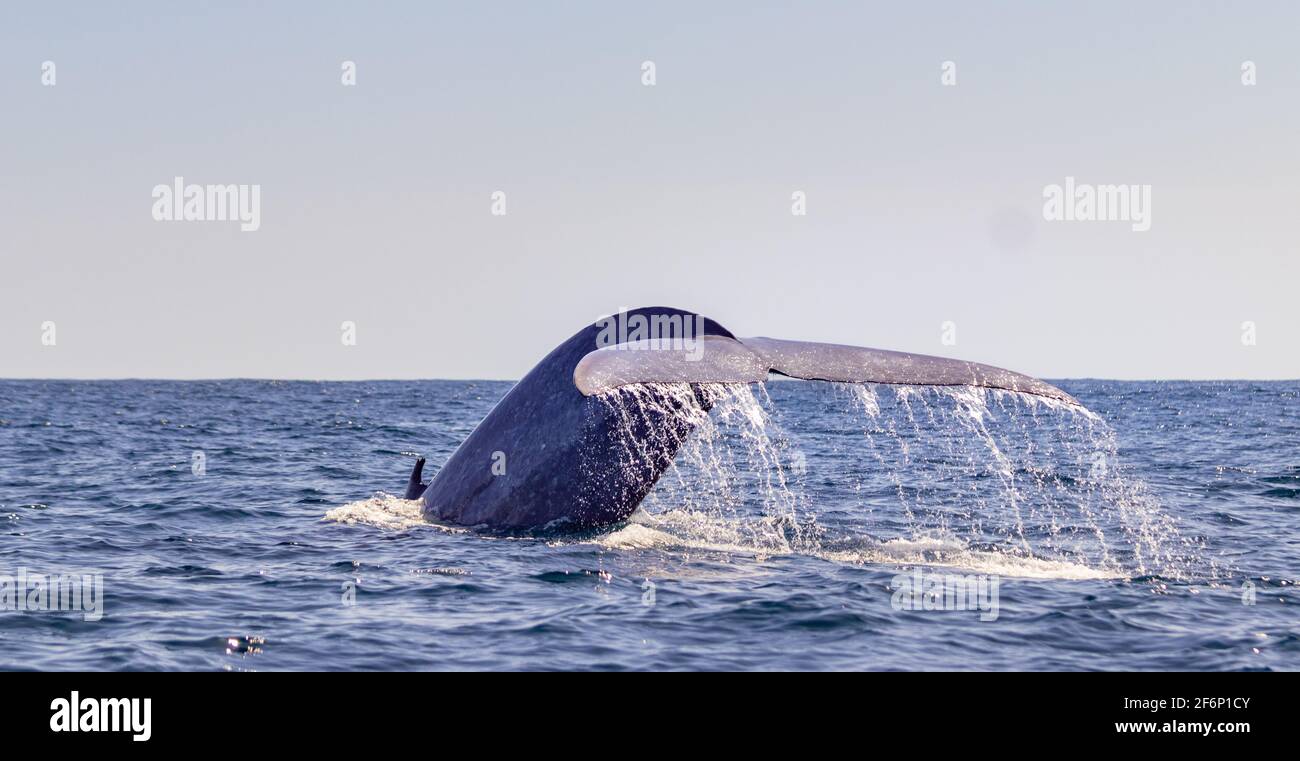 Baleine bleue à la surface de l'eau, montrant le fluke, pour une plongée profonde, les îles des Açores. Banque D'Images