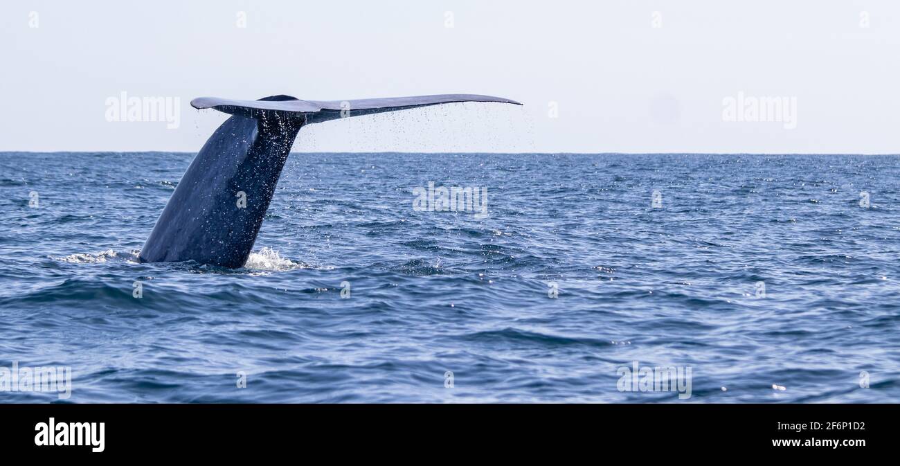 Baleine bleue à la surface de l'eau, montrant le fluke, pour une plongée profonde, les îles des Açores. Banque D'Images