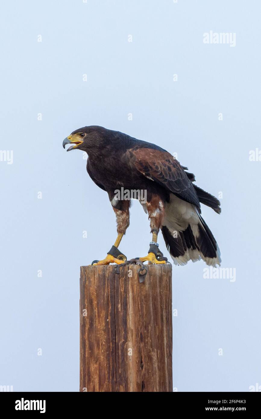 Le faucon de Harris (Parabuteo unicinctus), perché autrefois connu sous le nom de faucon à ailes de baie ou faucon dusky d'Amérique du Sud dans un centre de conservation (portrait) Banque D'Images