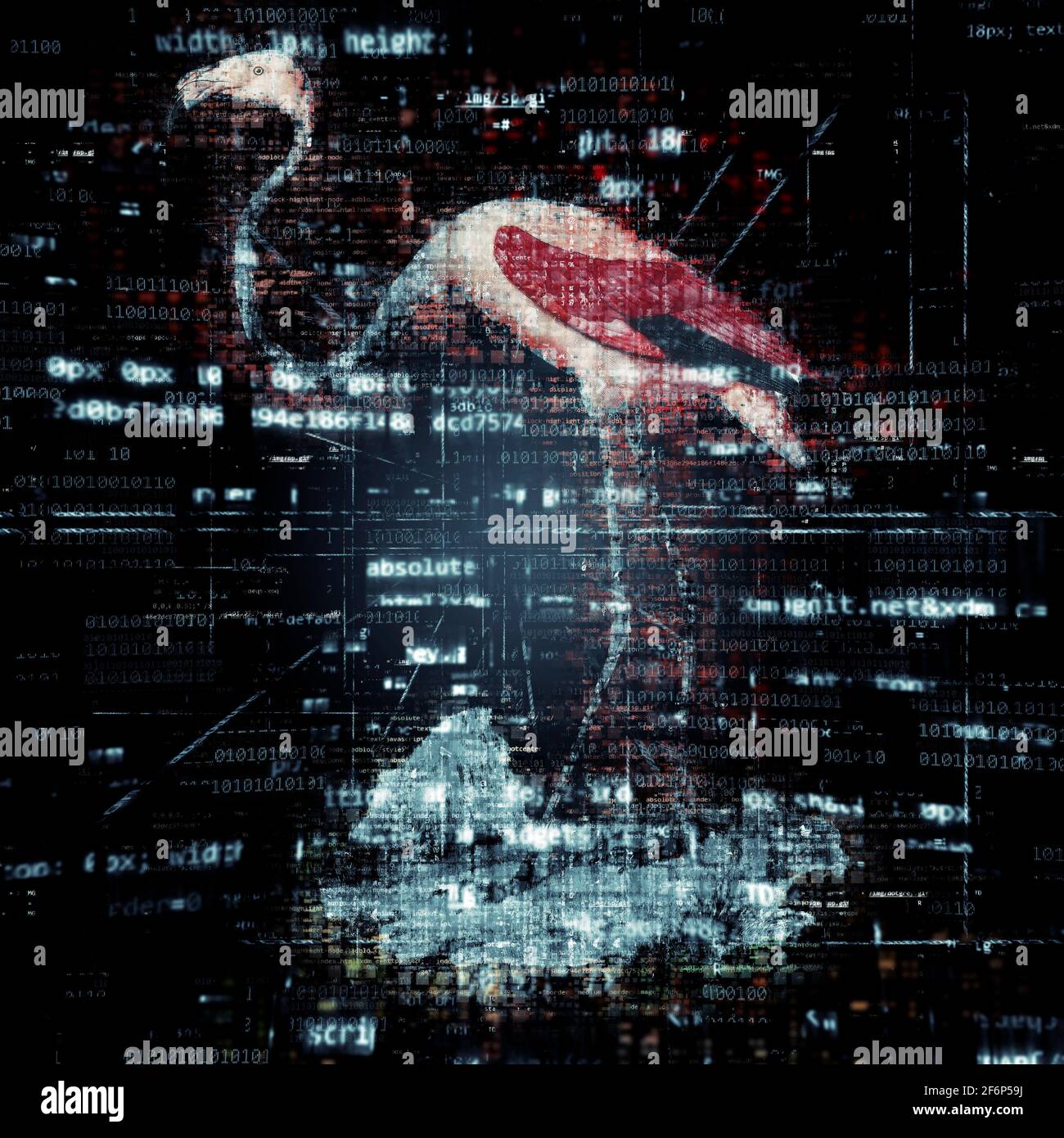 Illustration numériquement améliorée d'un flamants d'Amérique (Phoenicopterus ruber [ici comme Phoenicopterus americanus]). Le flam américain (ou des Caraïbes) Banque D'Images