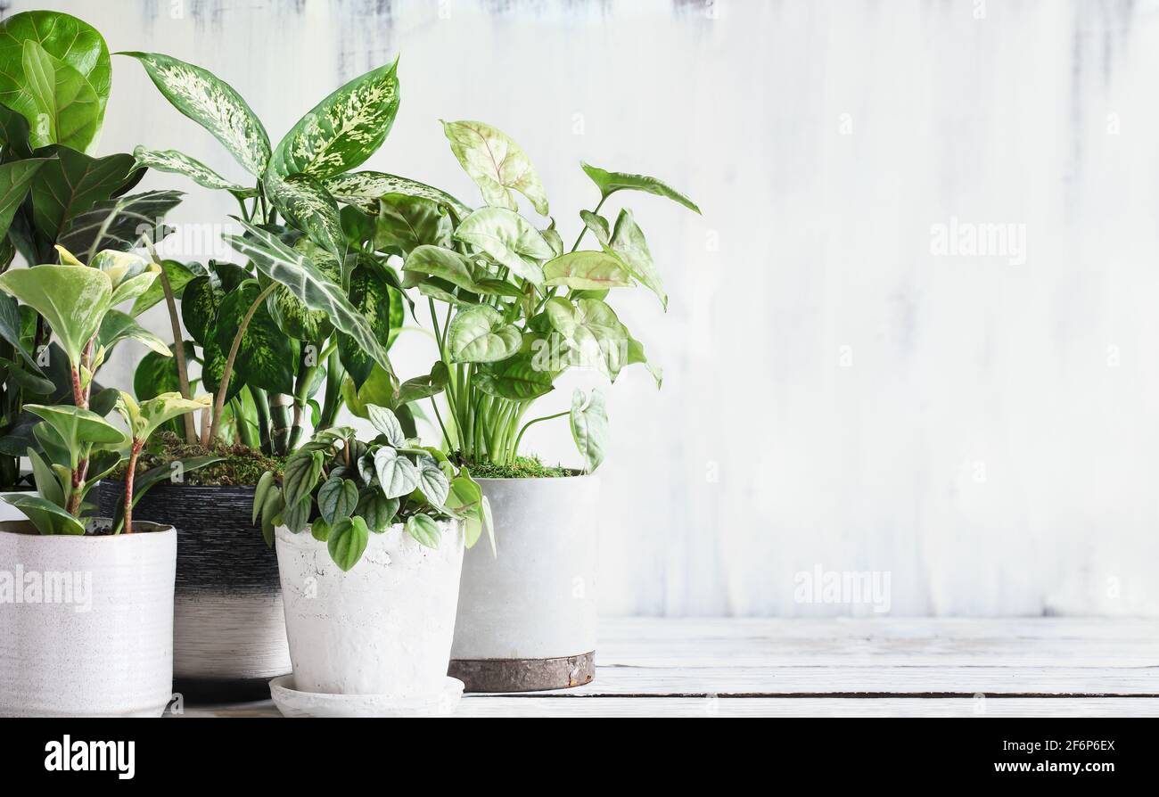 Variété de plantes de maison en pot populaires sur une table rustique en bois de ferme avec espace libre pour le texte. Banque D'Images