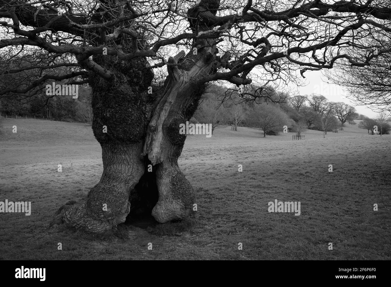 Le parc public de Westwood et le parcours de golf public avec chêne et bois et ciel lors d'une belle matinée de printemps à Beverley, Yorkshire, Royaume-Uni. Banque D'Images