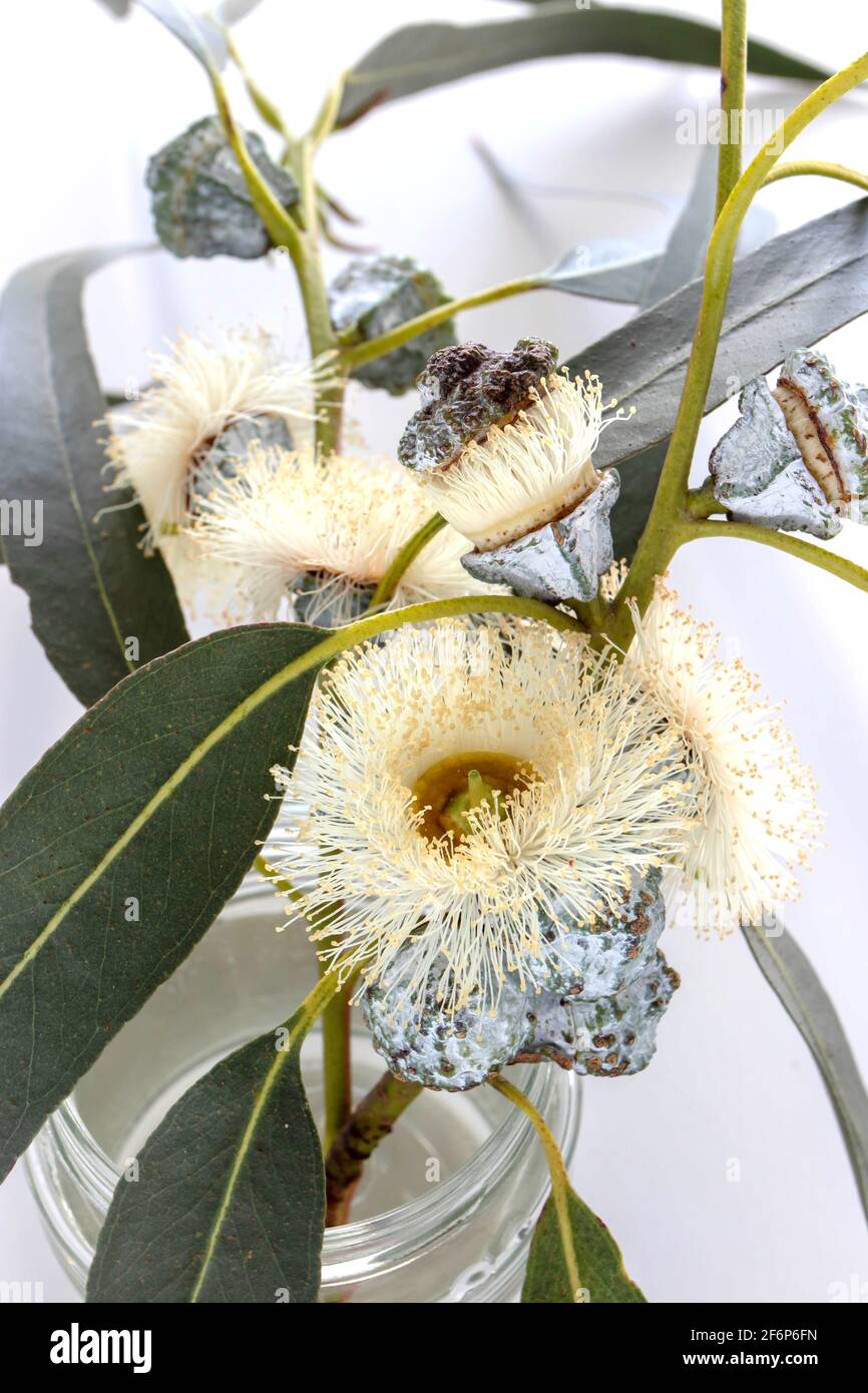 Bouquet de fleurs moelleuses de printemps d'eucalyptus dans un pot en verre. Branches décoratives d'eucalyptus. Banque D'Images