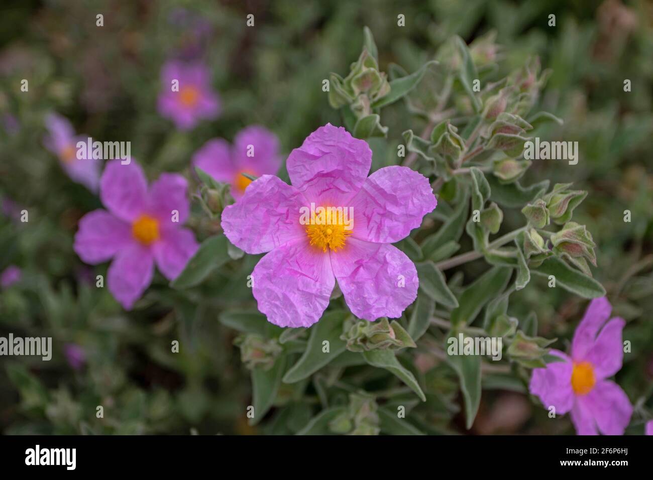 Fleurs roses cistus albidus avec des étamines jaune vif. Arbuste à fleurs gris. Banque D'Images