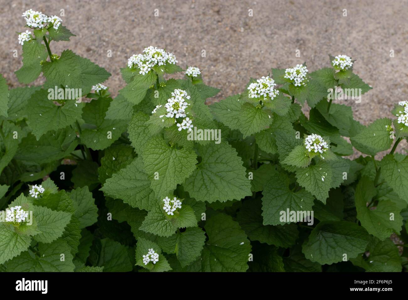 Alliaria pétiolata ou moutarde à l'ail aux fleurs blanches Banque D'Images