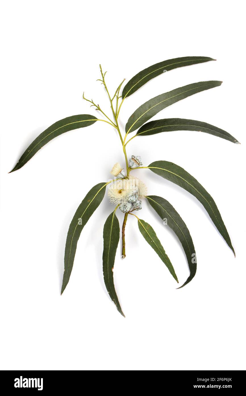 Branche décorative d'eucalyptus ou d'eucalyptus avec fleurs, feuilles et bourgeons isolés sur du blanc. Banque D'Images