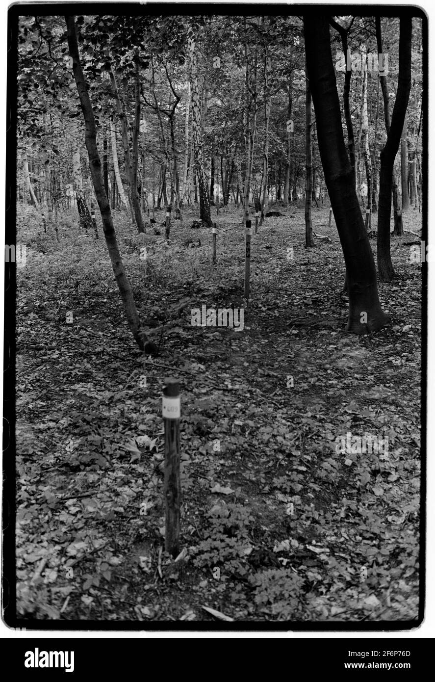 Camp de concentration de Buchenwald Weimar en Thuringe Allemagne 1994 fin 1989, après la chute des tombes du « mur », les vestiges des anciens nazis ont été incarcérés dans le camp spécial soviétique numéro 2. Entre 1990 et 1994, ces tombes ont été marquées par des stèles métalliques et, lorsqu'elles ont été nommées, une croix a été érigée. Entre 1945 et le 10 février 1950, le camp a été administré par l'Union soviétique et a servi de camp spécial no 2 du NKVD.[1] il faisait partie d'un réseau de « camps spéciaux » opérant depuis 1945, officiellement intégré au Goulag en 1948 Banque D'Images