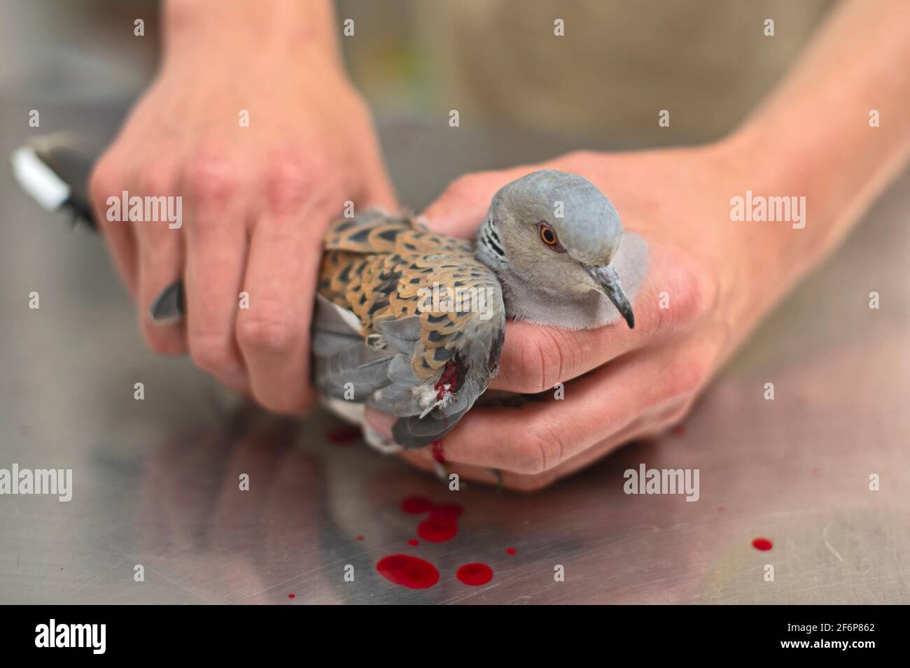 La tortue européenne Dove, Streptopelia turtur, tiré par un chasseur et wonded, a dû plus tard être euphanisé, chez Vetts, Malte, au printemps Banque D'Images