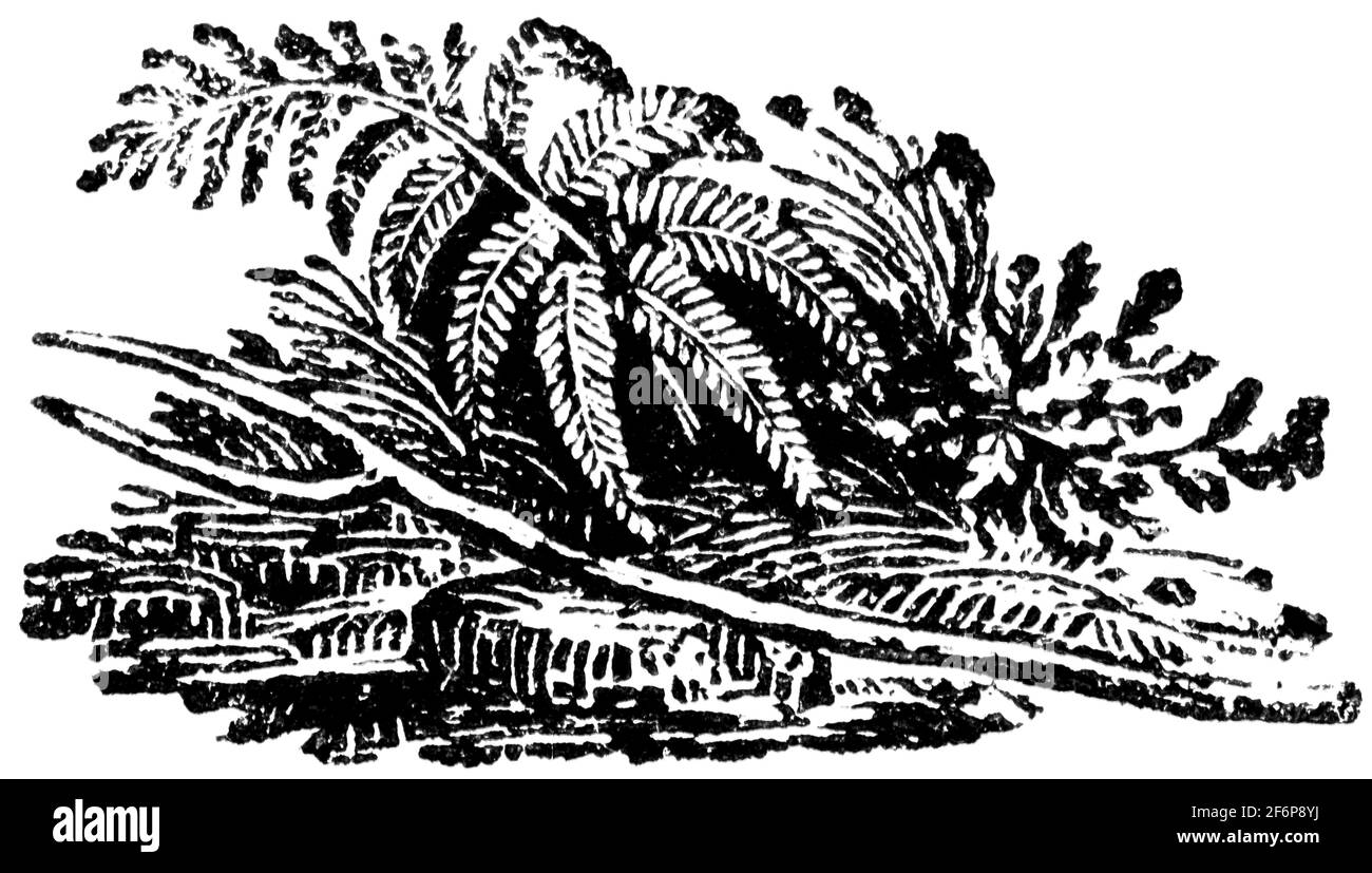 Une queue-pièce gravée par Thomas Bewick de 'l'histoire de British Birds' of Banque D'Images