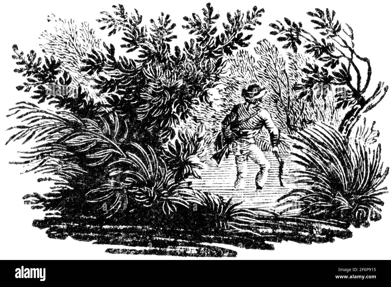 Une queue-pièce gravée par Thomas Bewick de 'l'histoire de British Birds' of Banque D'Images