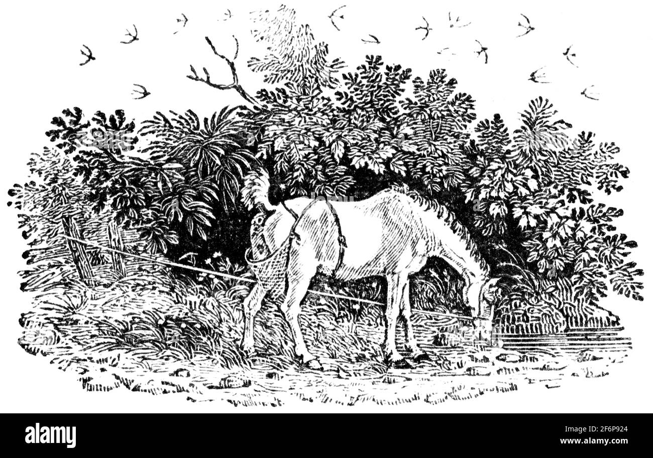 Une queue-pièce gravée par Thomas Bewick de 'l'histoire de British Birds' of Banque D'Images