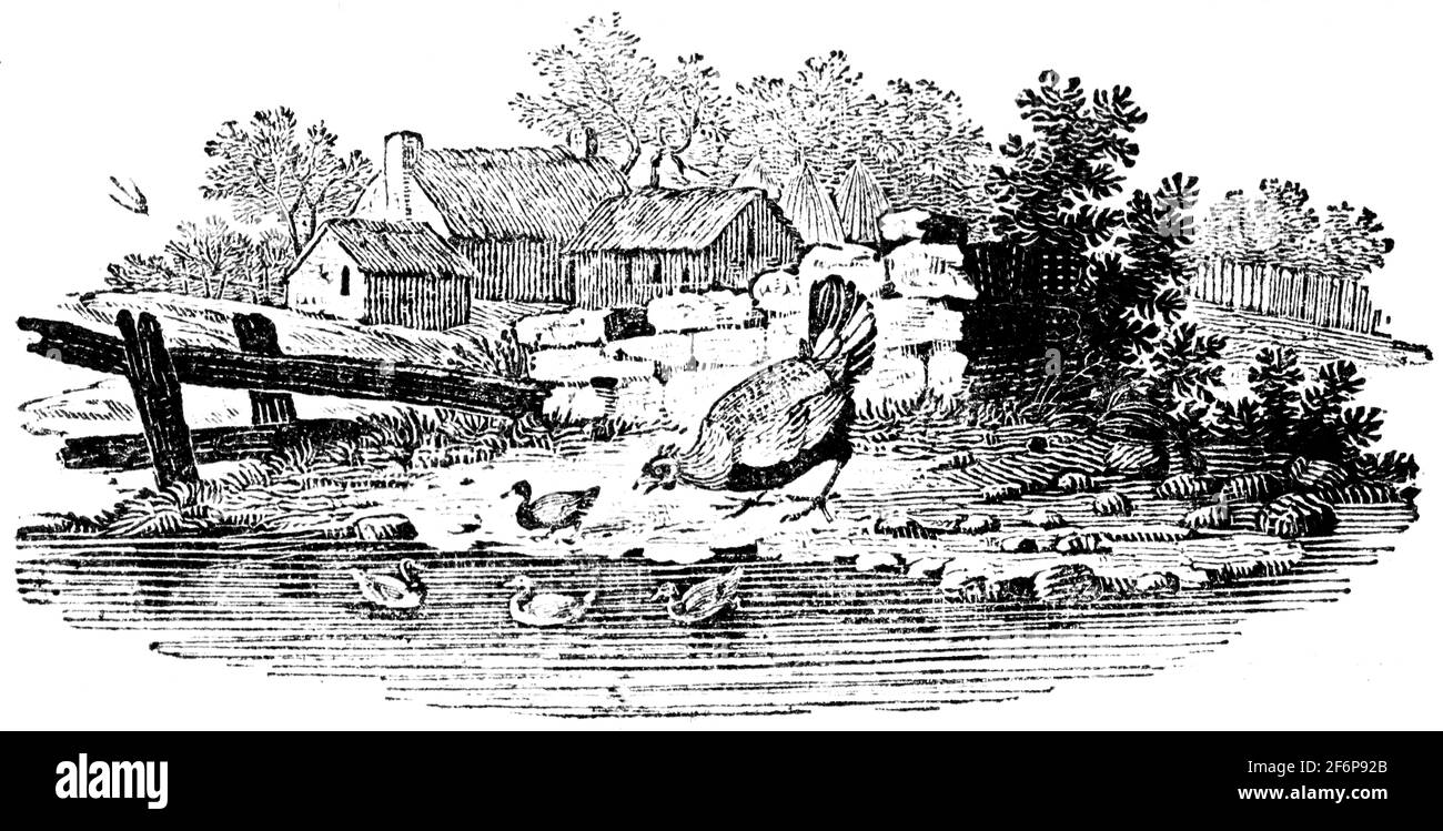 Une queue-pièce gravée par Thomas Bewick de 'l'histoire de British Birds' of Banque D'Images