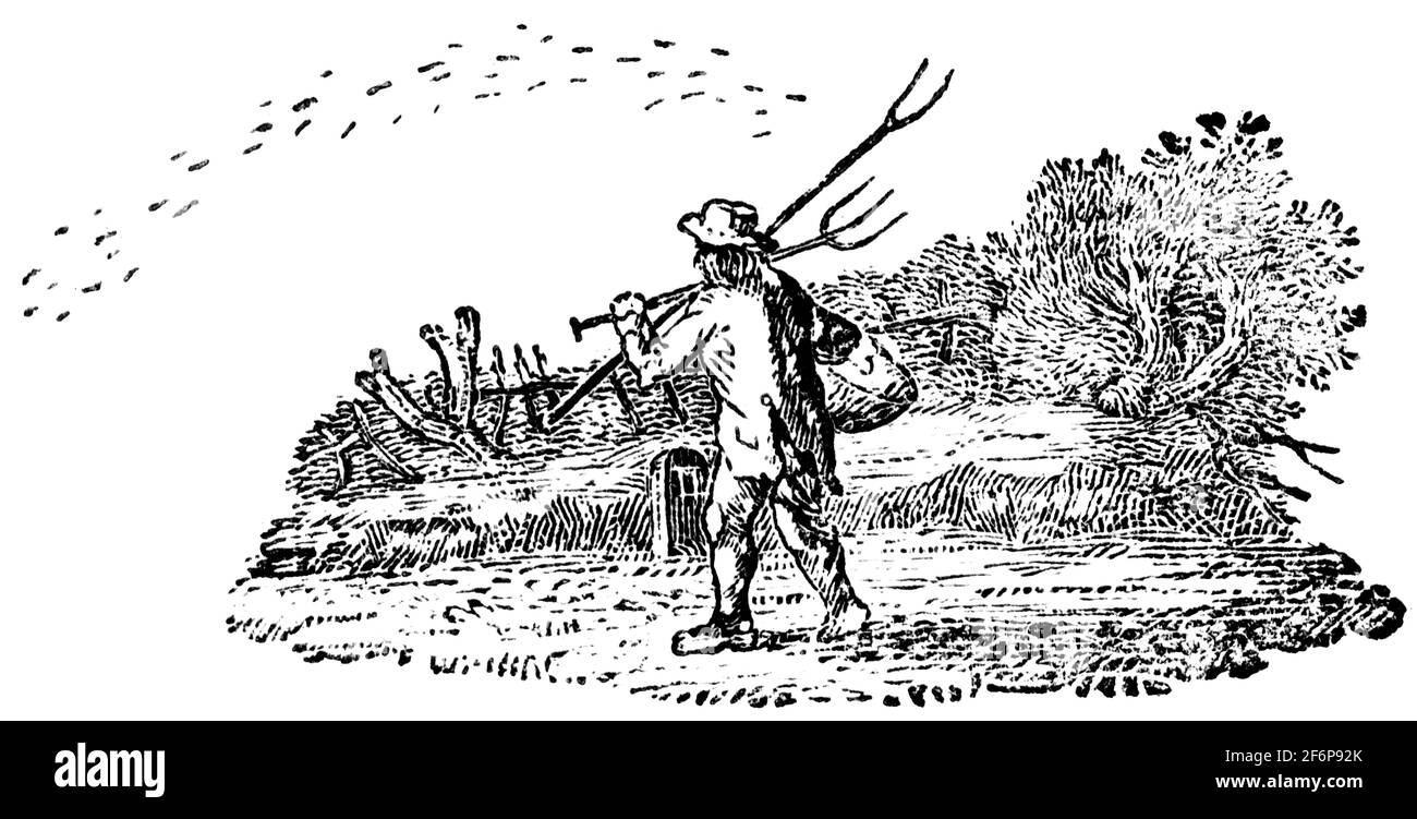 Une queue-pièce gravée par Thomas Bewick de 'l'histoire de British Birds' of Banque D'Images