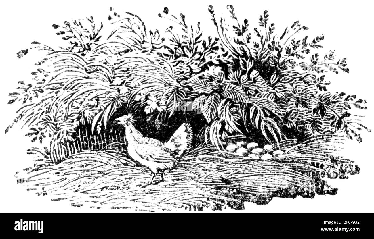 Une queue-pièce gravée par Thomas Bewick de 'l'histoire de British Birds' of Banque D'Images