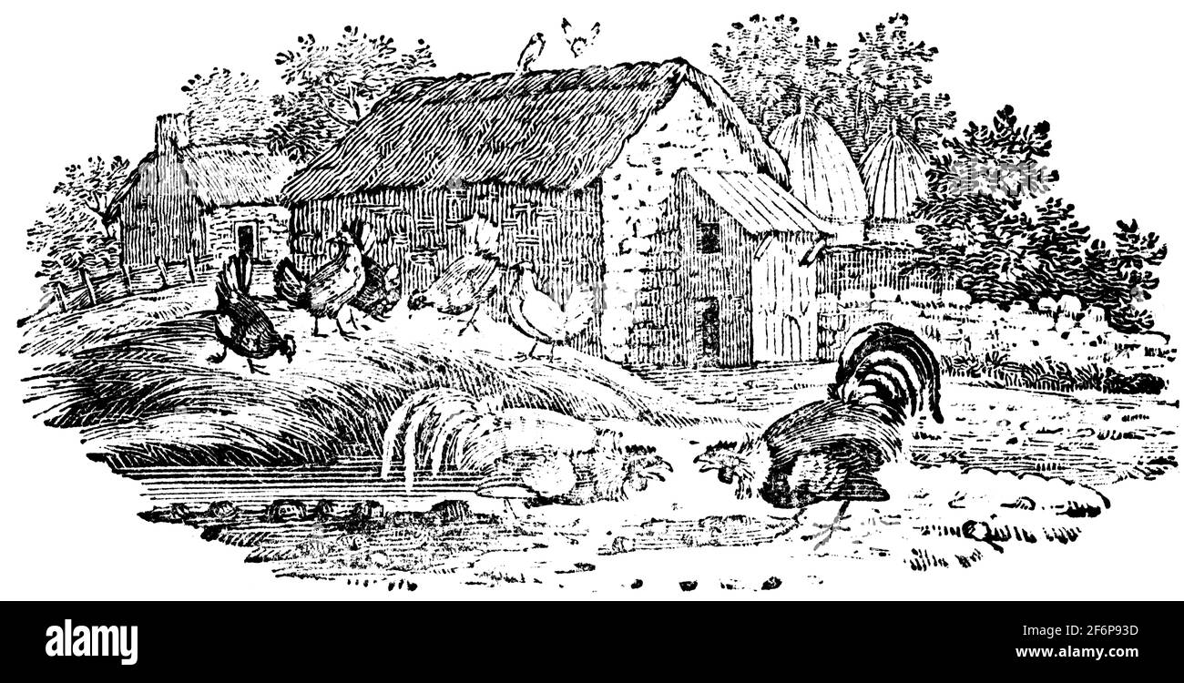 Une queue-pièce gravée par Thomas Bewick de 'l'histoire de British Birds' of Banque D'Images