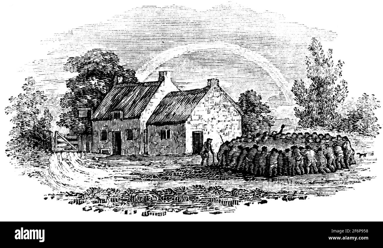 Une queue-pièce gravée par Thomas Bewick de 'l'histoire de British Birds' of Banque D'Images