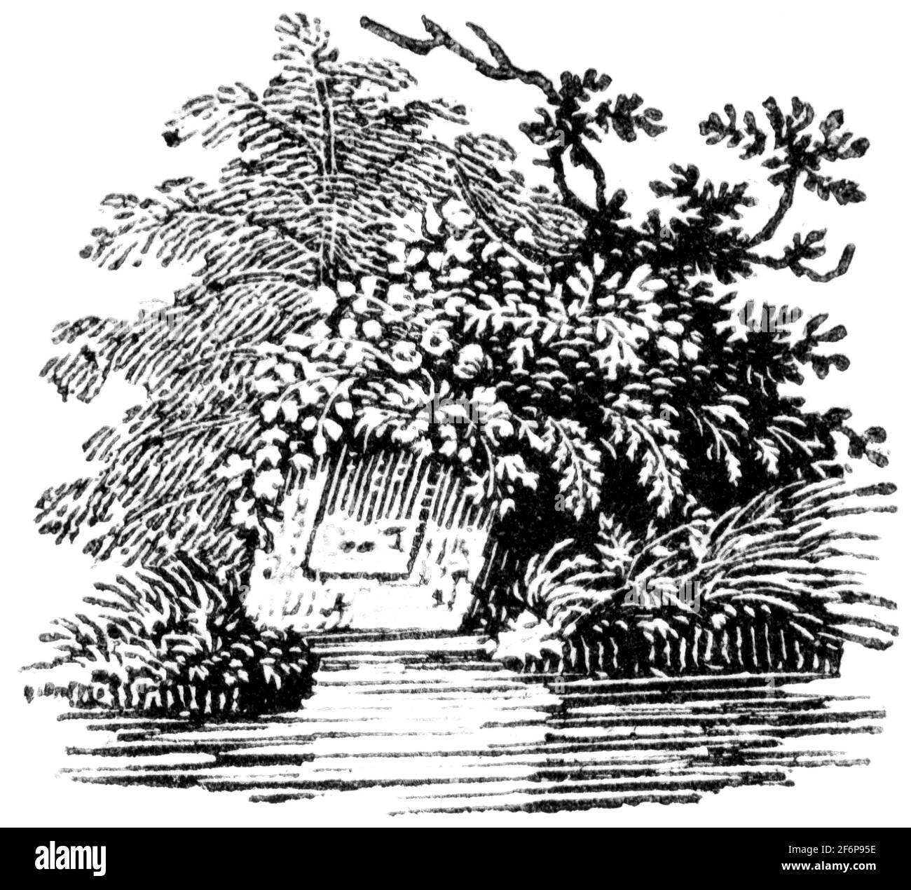 Une queue-pièce gravée par Thomas Bewick de 'l'histoire de British Birds' of Banque D'Images