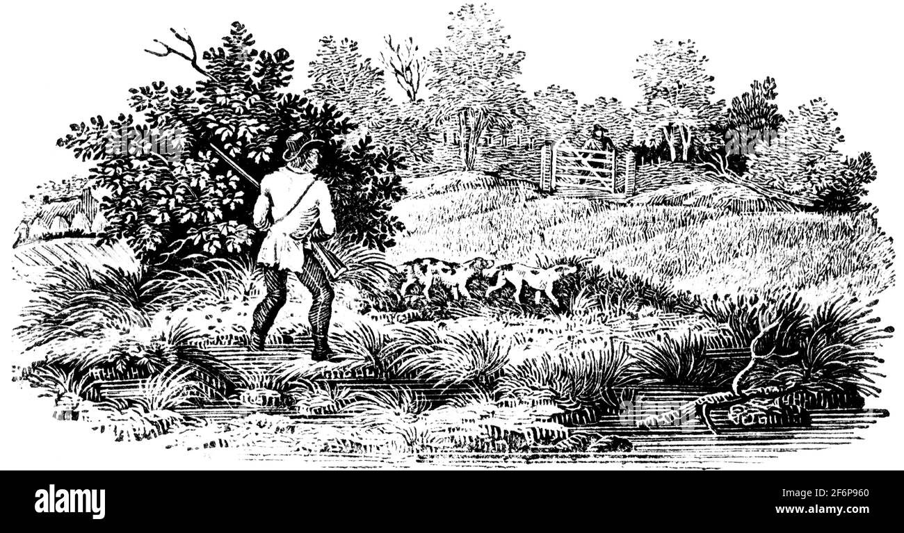 Une queue-pièce gravée par Thomas Bewick de 'l'histoire de British Birds' of Banque D'Images