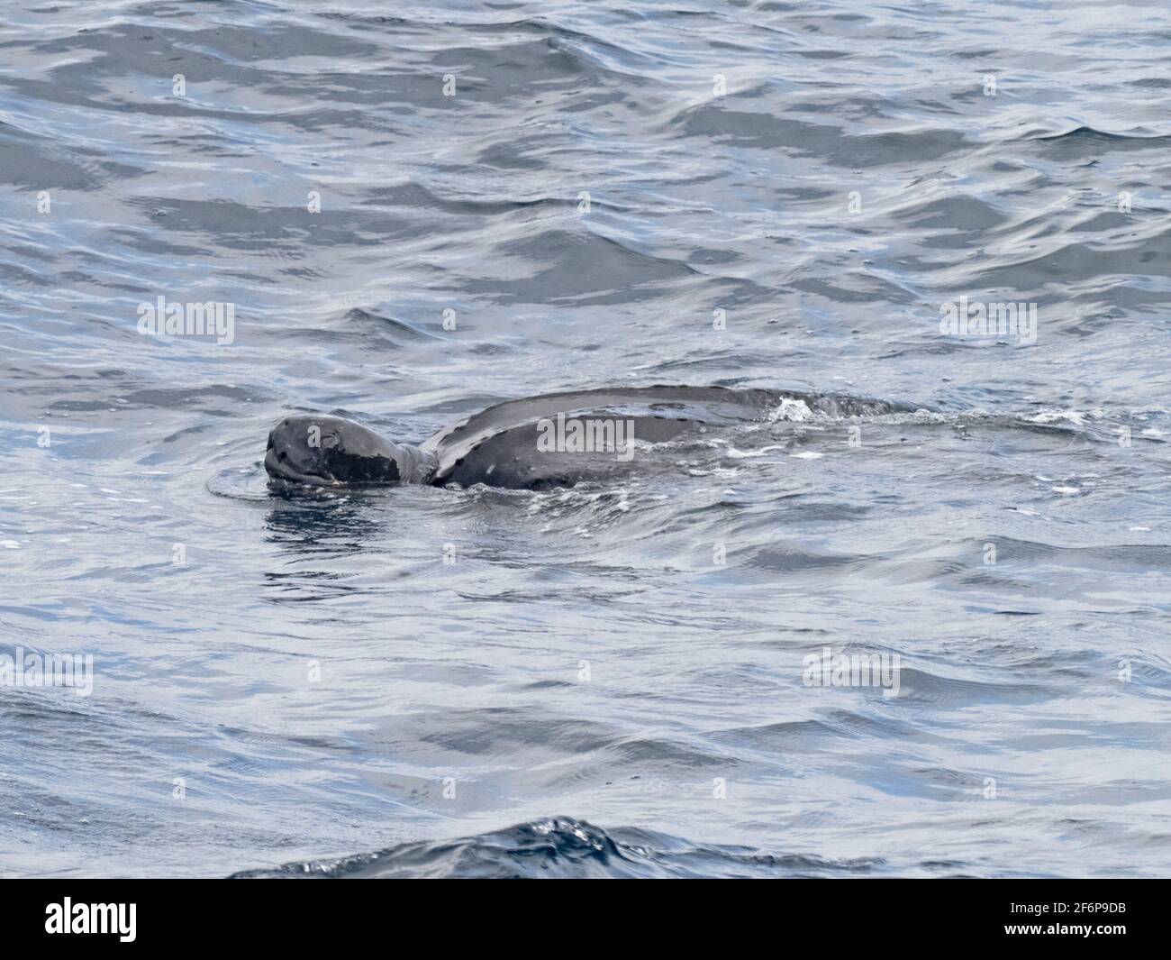 Tortue luth en Manche au large de Portsmouth, Royaume-Uni Banque D'Images