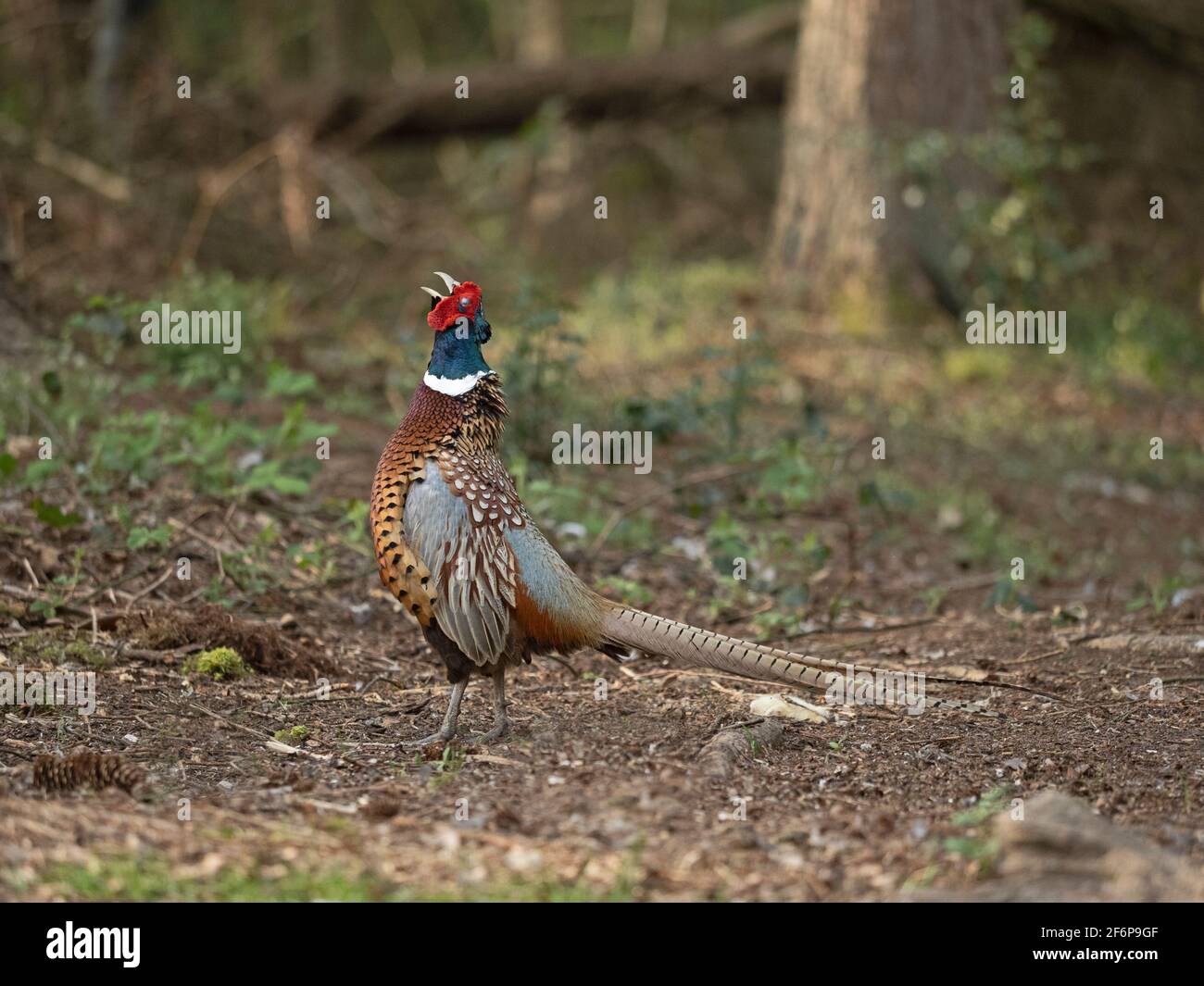 Pheasant à col en anneau, Phasianus colchicus, homme en exposition territoriale, North Norfolk March Banque D'Images