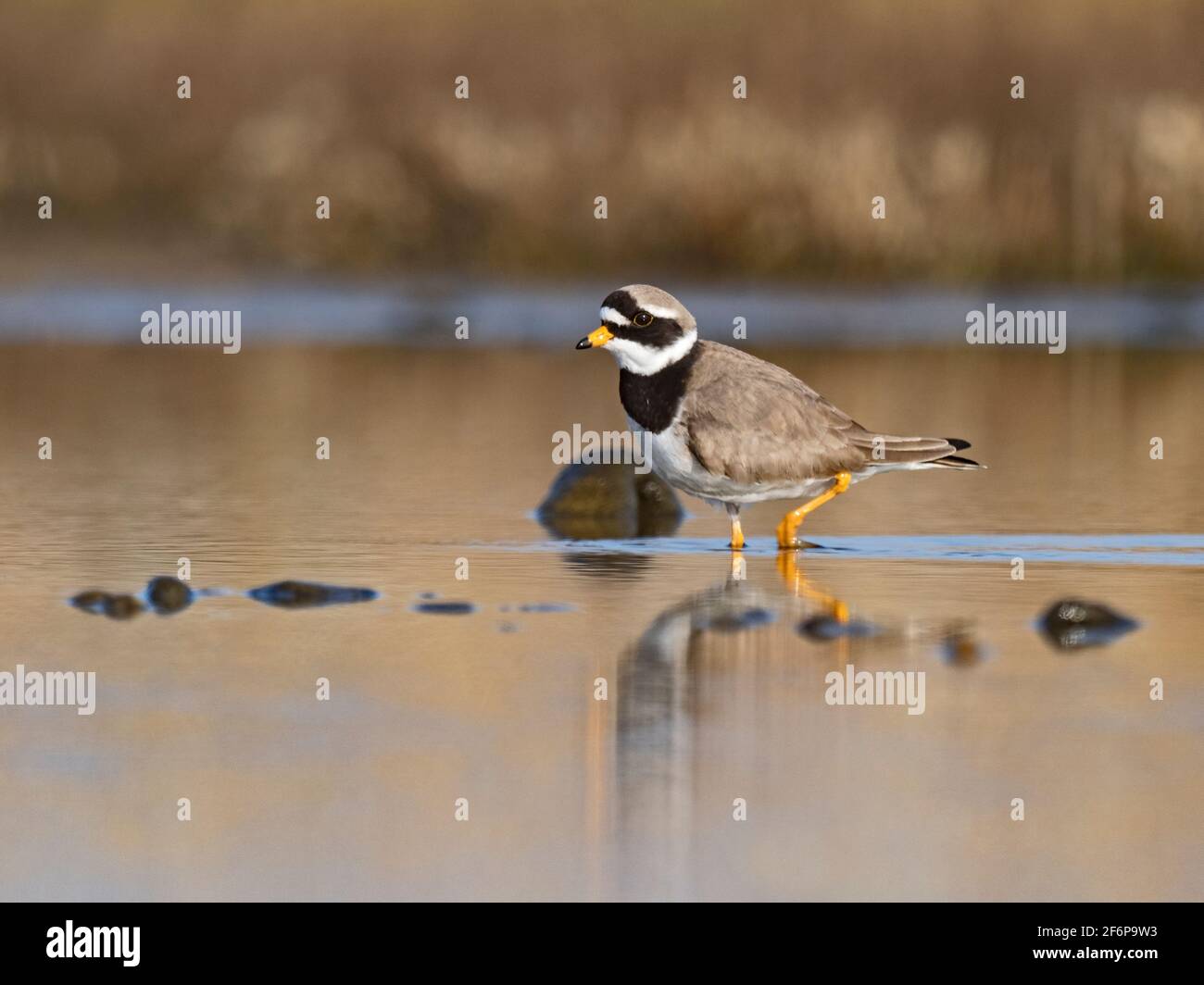 Pluvier annelé, Charadrius hiaticula, mâle dans le plumage reproducteur, North Norfolk, printemps Banque D'Images