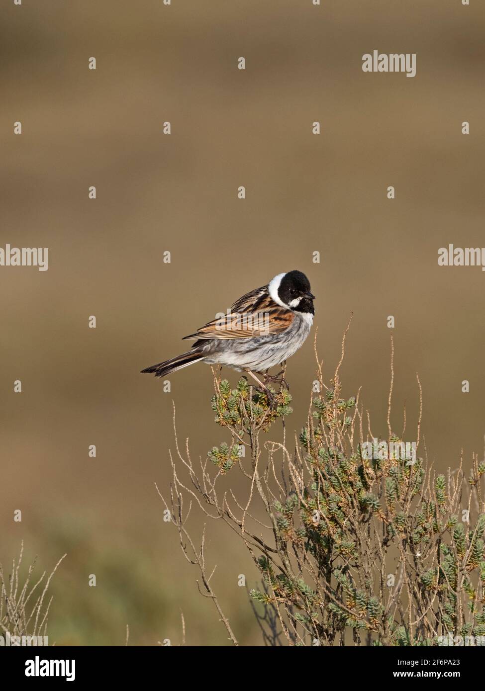 Reed Bunting, Emberiza schoeniclus, mâle North Norfolk, printemps Banque D'Images