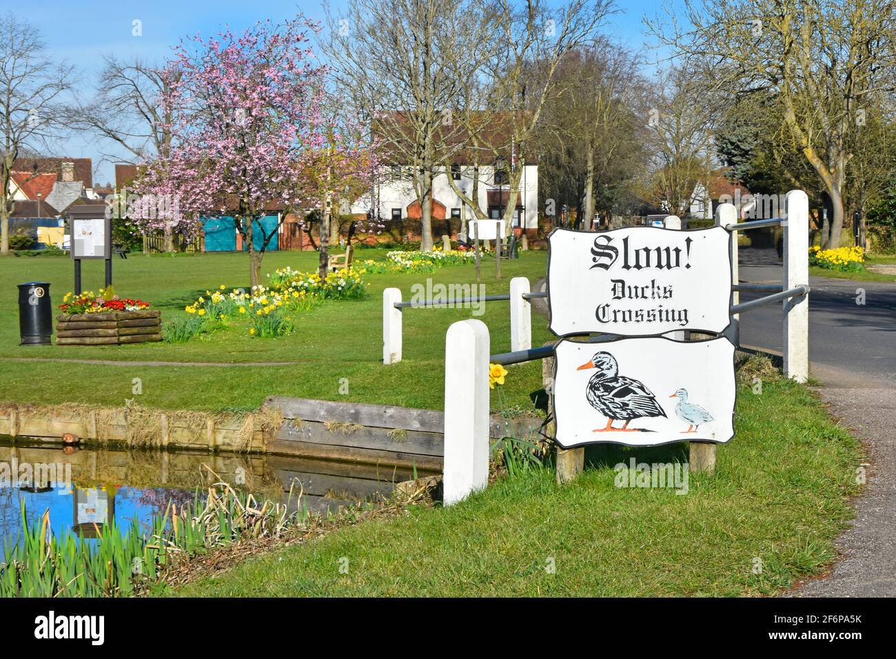Jonquilles printanières en fleurs et en fleurs d'arbres sur l'anglais typique village rural vert au-delà de l'étang à canards et route d'avertissement à canards Panneau Blackmore Essex Angleterre Royaume-Uni Banque D'Images