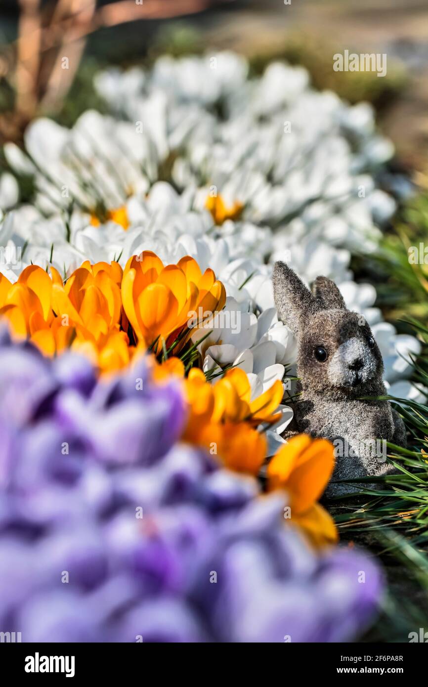 Joyeuses Pâques avec lapin et crocus Banque D'Images