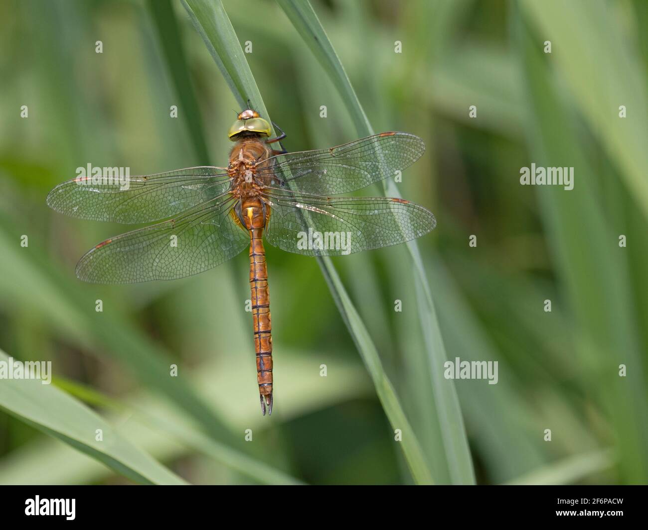 Norfolk Hawker (œil vert) Dragonfly, Hickling, Norfolk, juin Banque D'Images