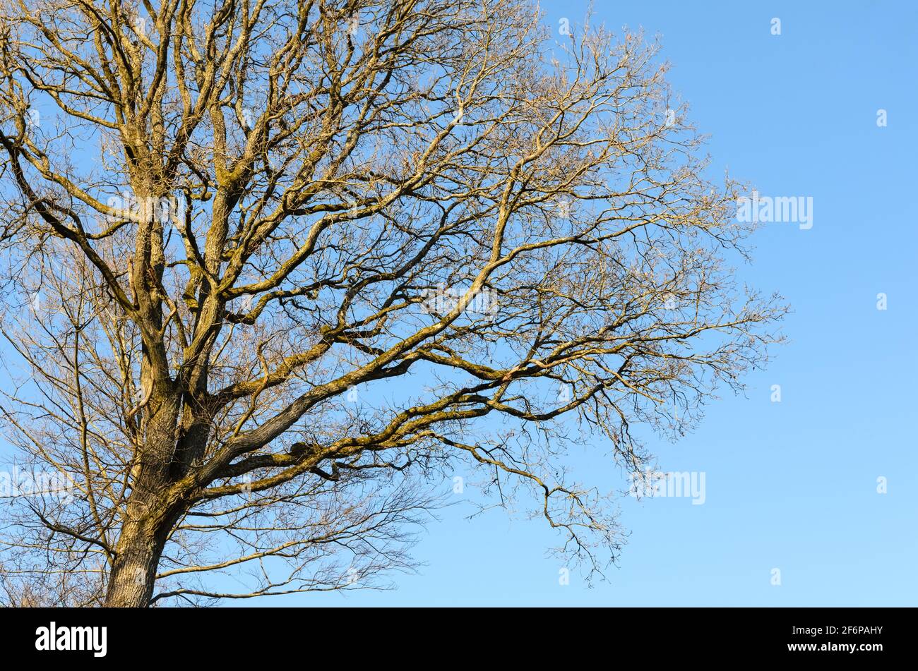Branches et brindilles d'arbres contre le ciel bleu Banque D'Images
