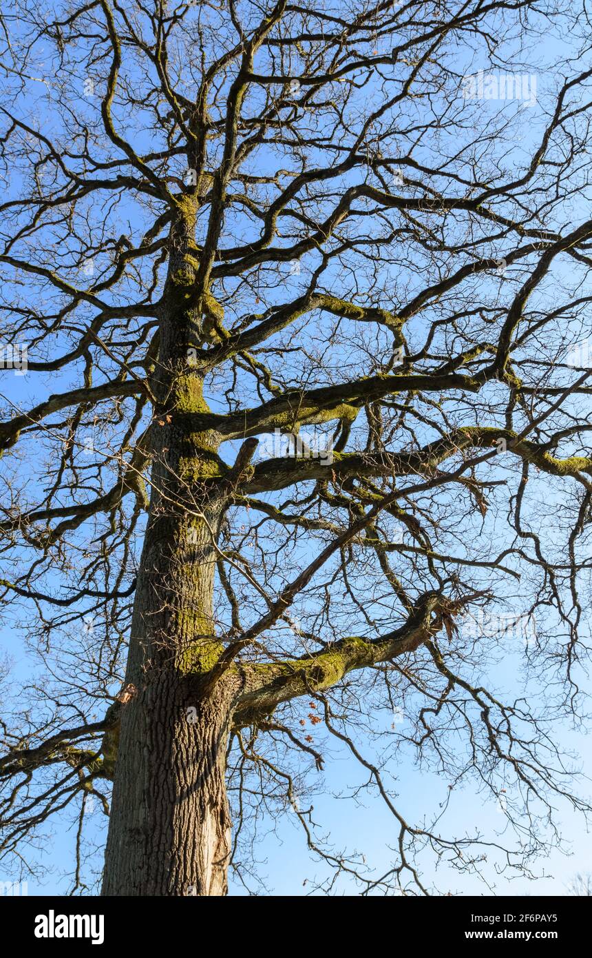 Branches et brindilles d'arbres contre le ciel bleu Banque D'Images