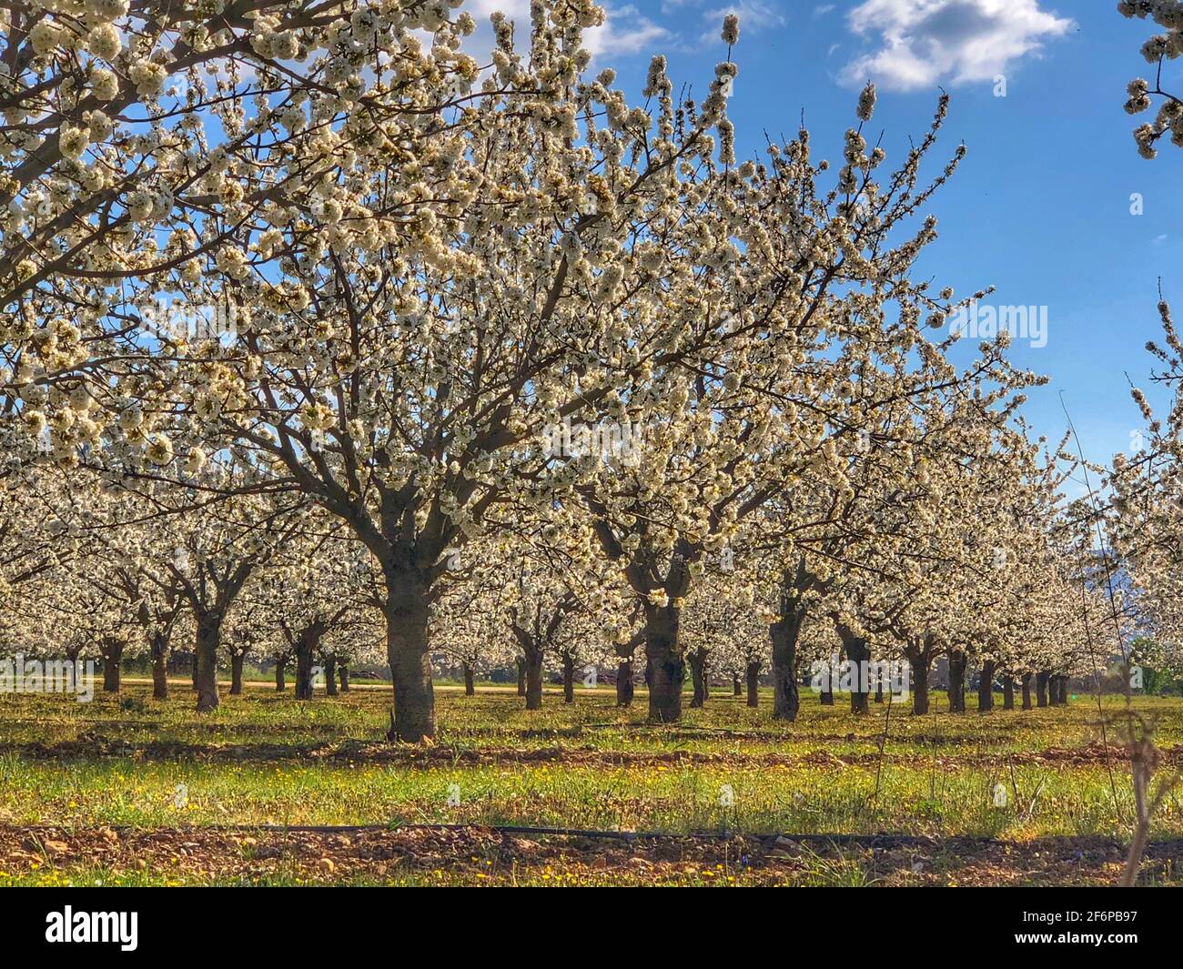 Cerisiers en fleurs en Provence Banque D'Images