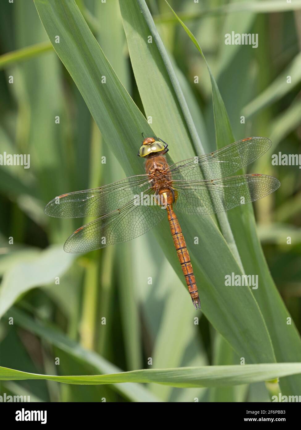 Norfolk Hawker (œil vert) Dragonfly, Hickling, Norfolk, juin Banque D'Images